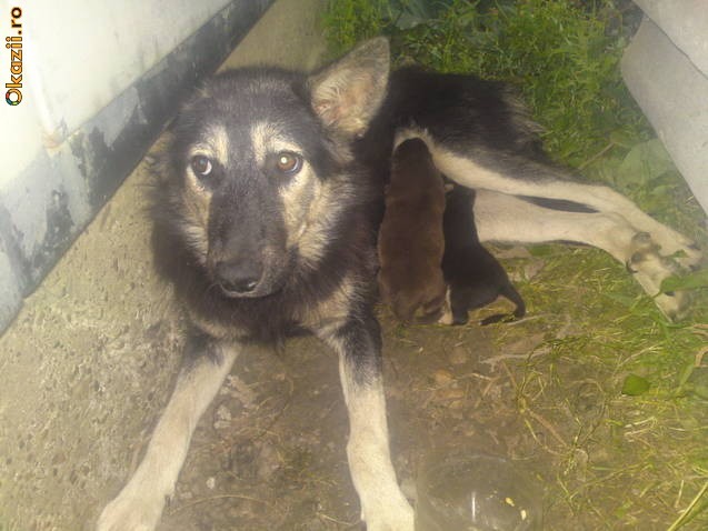 DONEZ caine metis ciobanesc german in Suceava foto mare