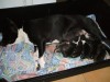 Pui Amstaff