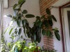 Ficus 1m, 4 ramuri principale