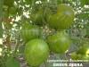 Seminte tomate verzi - GREEN ZEBRA - 50+ seminte/plic