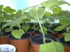Rasaduri paulownia tomentosa  20-40 cm