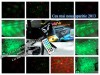 Laser Disco cu telecomanda Aparitie 2013.Model 15 in 1