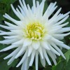 DALIA  MY LOVE cactus    ( Gherghine )  Tuberculi Calitatea -I-a cu 6 ron bucata