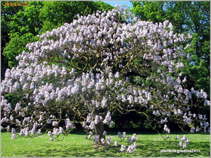 -PAULOWNIA- ARBORELE PRINTESEI- PENTRU PLANTAT foto mare -PAULOWNIA- ARBORELE PRINTESEI- PENTRU PLANTAT foto mare